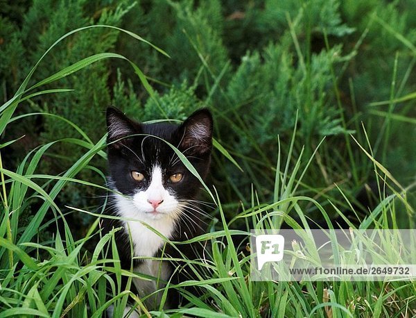 Ein schwarzen und weißen Kätzchen im Freien im Gras