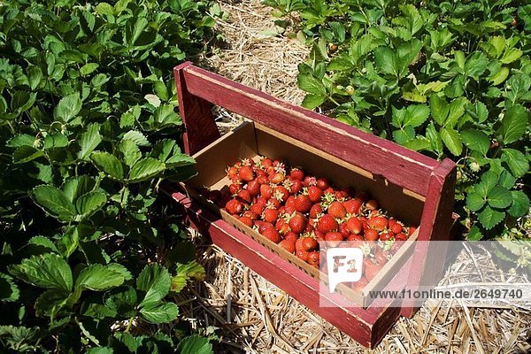 Eine hölzerne Kiste hält frisch gepflückten Erdbeeren in einem Feld