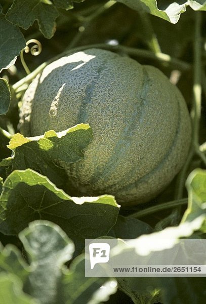 Cantaloupemelone an der Pflanze