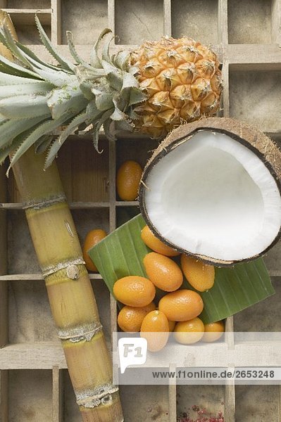 Ananas  Kokosnuss  Kumquats und Zuckerrohr im Setzkasten
