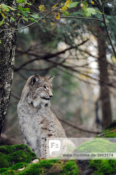 Rotluchs (Lynx Rufus) sitzen im Wald  Bayern  Deutschland