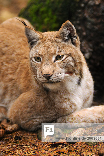 Nahaufnahme der Rotluchs (Lynx Rufus) im Wald  Bayern  Deutschland