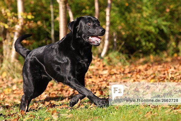 Labrador running in field