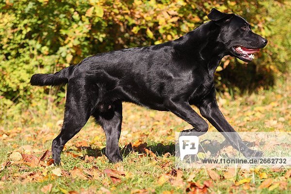 Labrador running in field