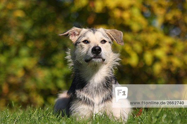 Close-up of dog resting in field