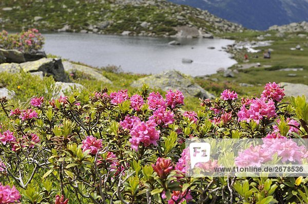 Alpine roses blooming in valley  Dolomites  Italy