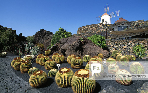 Garten vor traditionellen Windmühle  Lanzarote  Kanaren  Spanien