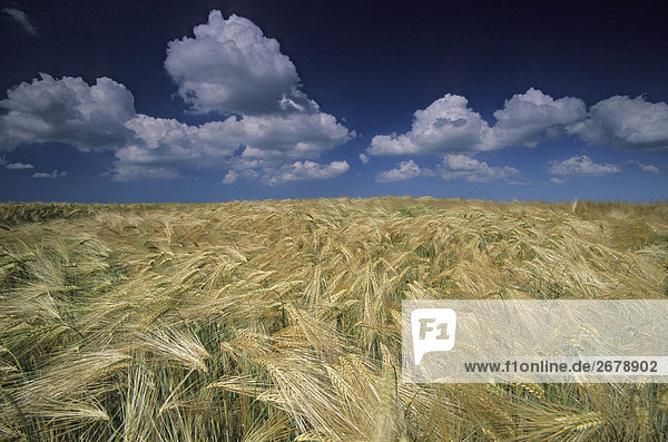 Gerste Getreide wächst in Feld  Schleswig-Holstein  Deutschland
