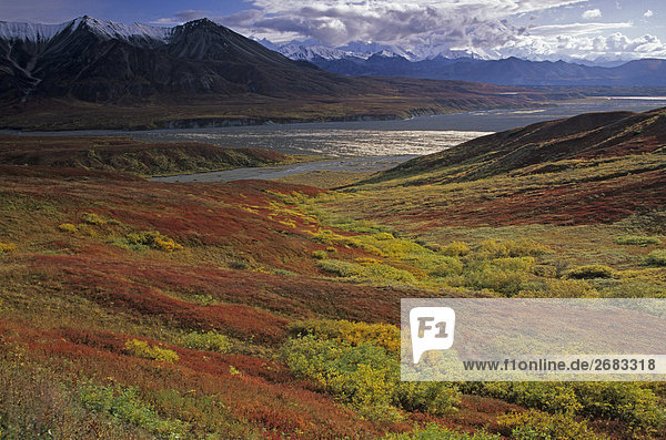 Zwerg-Birke (Betula Nana) im Feld  Mt. Eielson  Denali National Park  Alaska  USA