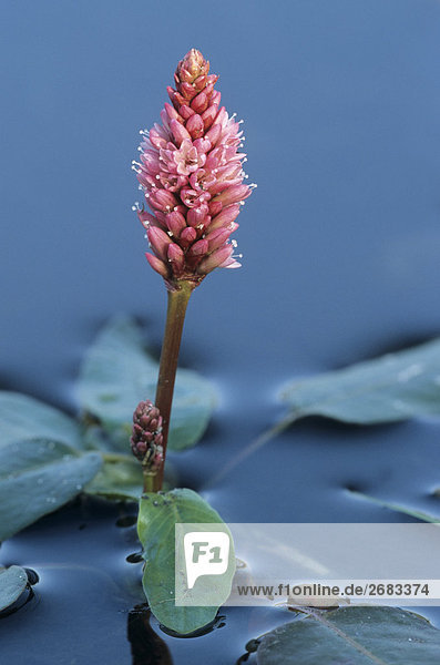 Nahaufnahme der blühenden Blumen der Sumpf Knöterich Persicaria