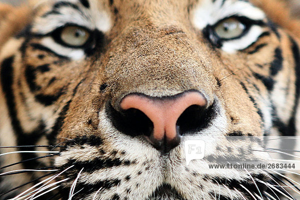 Close up of ausgewachsenen Indochinesischer Tiger.