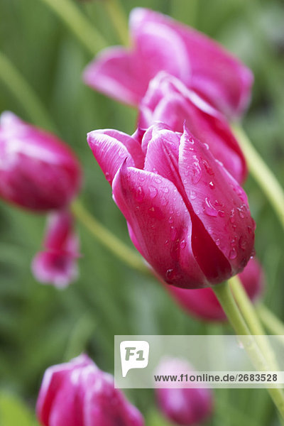 Pink Tulips in Garden