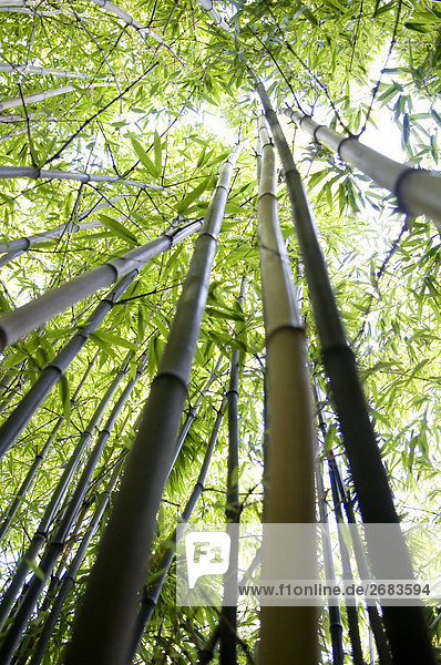 Bambus wächst in Bambushain