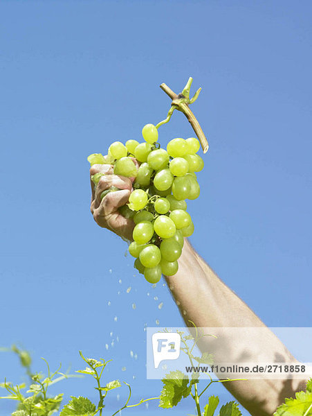 Hand squeezing grapes
