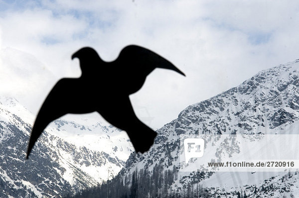 Switzerland  Graubünden  Arosa  Bird dummy  close-up
