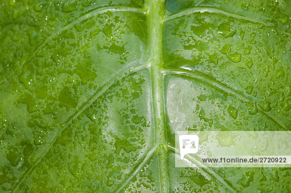 Leaf with water drops  full frame  close-up