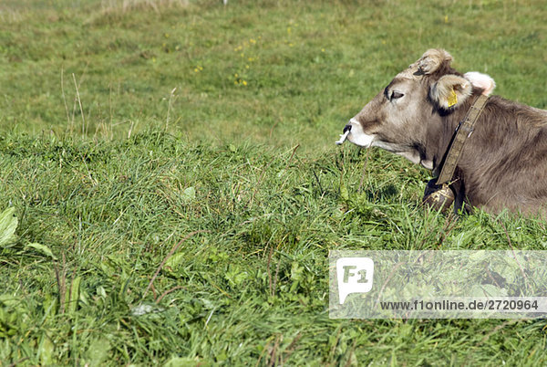 Germany  Allgaeu  Cattle in the meadow