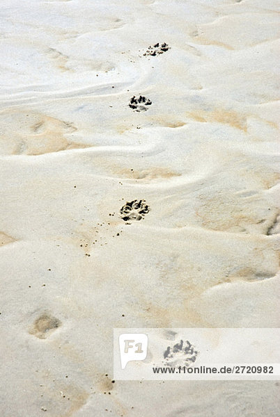 Deutschland  Amrum  Dog Footprints in Sand