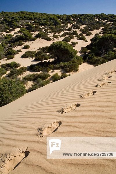Fußabdrücke auf dem Sand Dune del Asperillo  in der natürlichen Park von Doñana  Doñana  Huelva  Andalusien  Spanien  Europa.
