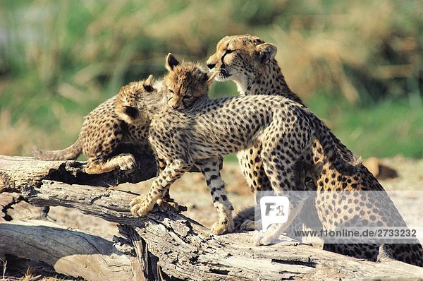 Cheetah Mutter und jungen