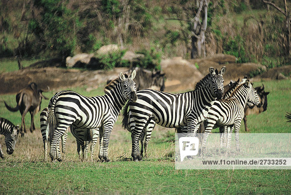 Zebras.Kenya.