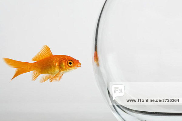 Ein Goldfisch vor einem Fischglas