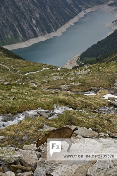 A goat on a mountainside overlooking a reservoir in the Austrian Alps