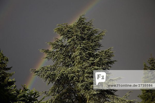 A rainbow in a grey sky behind a conifer tree  Germany