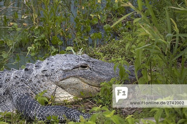 Nahaufnahme der amerikanische Alligator (Alligator Mississippiensis) im Wald  Everglades National Park  Florida  USA
