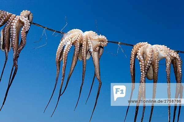 Octopus Greece.