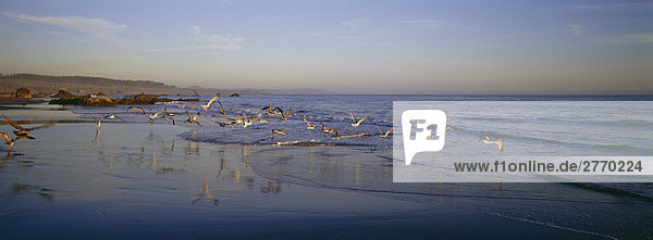 Möwen über San Simeon Bay Kalifornien USA