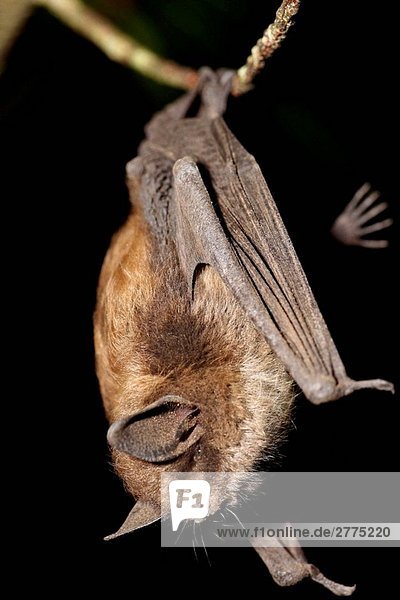 Augen Baum Braun Fledermaus Fledermause