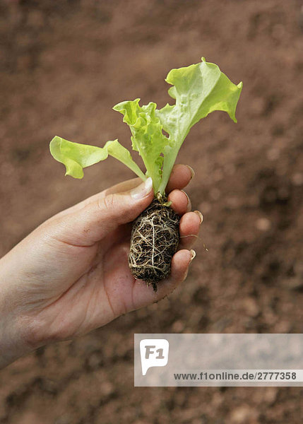 Pflanzung von Bio-Salaten