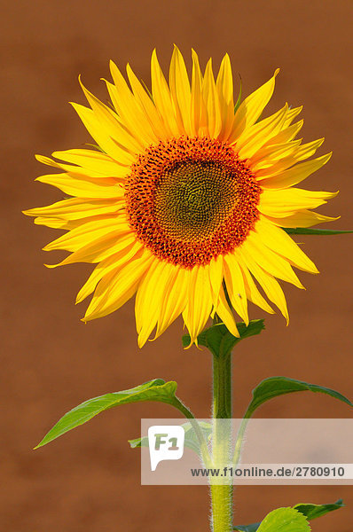 Nahaufnahme blooming Sonnenblume (Helianthus Annus)