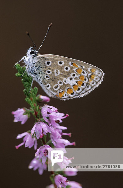 Nahaufnahme der Hauhechel-Bläuling (Polyommatus Icarus) Schmetterling Bestäubung von Blumen  Schleswig-Holstein  Deutschland