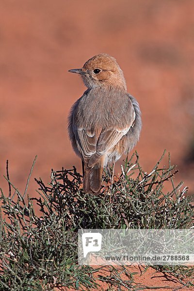 Nahaufnahme-Red-rumped-Steinschmätzer (Oenanthe Moesta) Vogel hocken auf bush