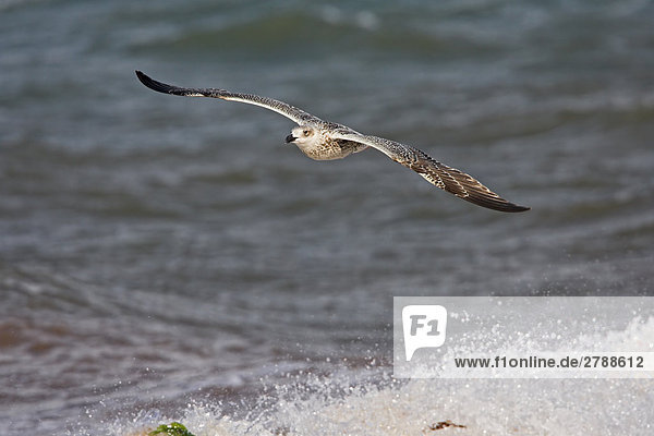 Nahaufnahme of Great Black-backed Gull (Larus Marinus) überfliegen shore