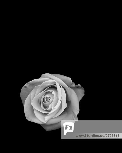 Studioaufnahme Rose