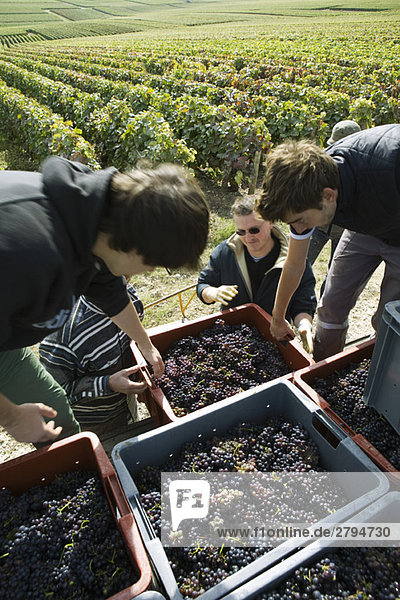 Frankreich  Champagne-Ardenne  Aube  Arbeiter beim Verladen der Trauben im Weinberg  Hochwinkelansicht