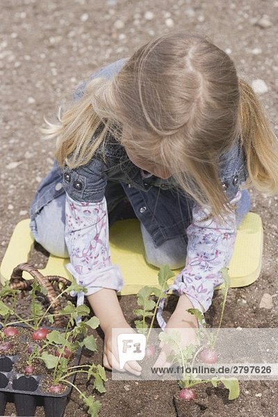 Kleines Mädchen pflanzt Radieschen in die Erde