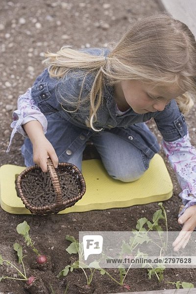 Kleines Mädchen streut Dünger um Radieschenpflanzen