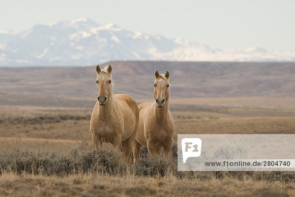 Mustang Pferde im Feld stehenden mit Gebirge im Hintergrund  Mt Mccullough  Wyoming  USA