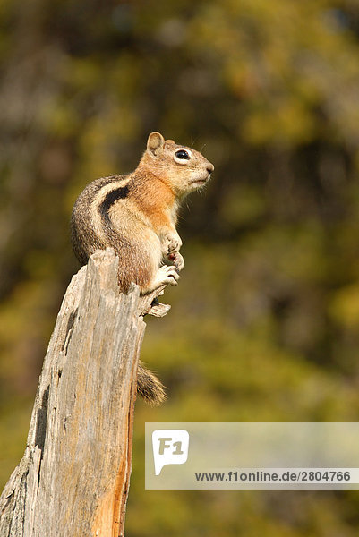 Nahaufnahme der Eichhörnchen sitzen auf Holzscheit  Rocky Mountain National Park  Colorado  USA