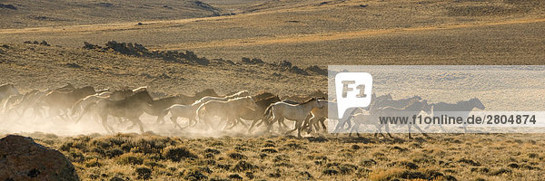Mustang (Equus Ferus przewalskii) Pferde ausführen im Feld  Antelope Hills  Wyoming  USA