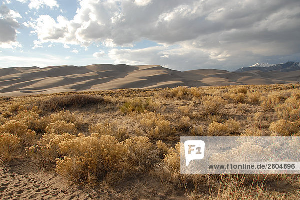 Buchsen in der Wüste  Great Sand Dunes National Park  Colorado  USA