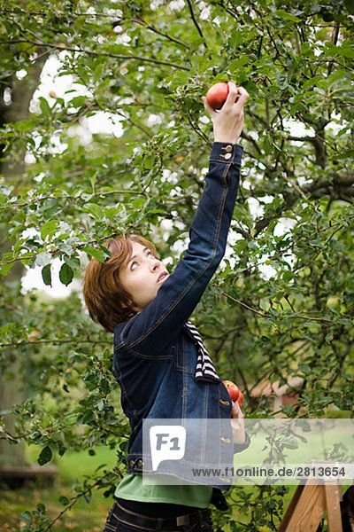 A woman picking apples Sweden.