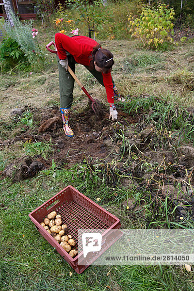 Eine Frau Kartoffeln Schweden sammeln.