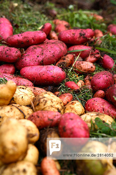 Kartoffeln in verschiedenen Farben Norrbottens Schweden.