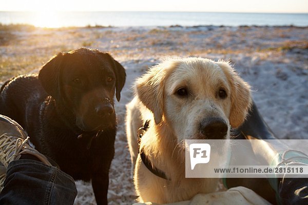 Two dogs on a beach Sweden.