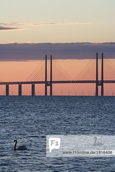 Schwäne an Oresundsbron in der sunset Schweden.